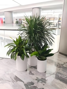 宁波镇海植物租摆，给你意想不到的绿色惊喜！